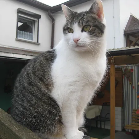 Gaestehaus Veronika דירה *