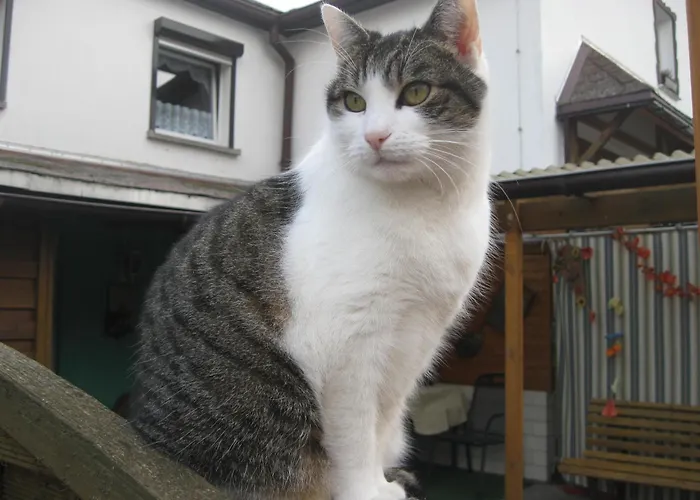 Gaestehaus Veronika Appartement *